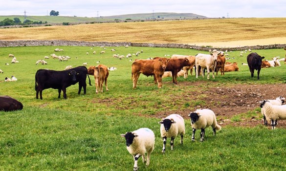 Cattle and sheep in a grassy field.